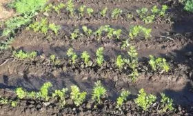 посадка моркови