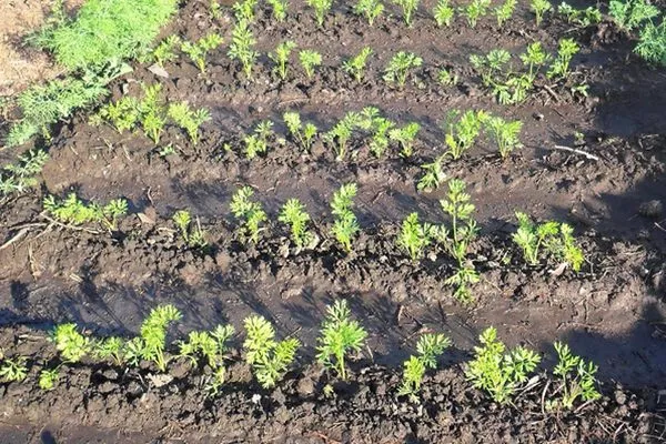 посадка моркови