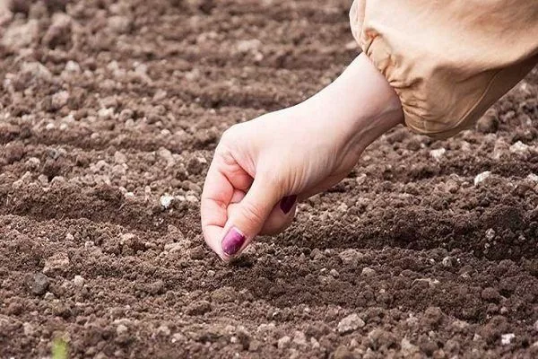 высев семян моркови