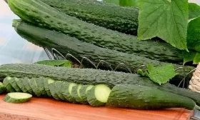 зеленцы Анаконда