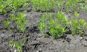 выращивание моркови