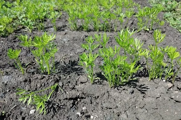 выращивание моркови