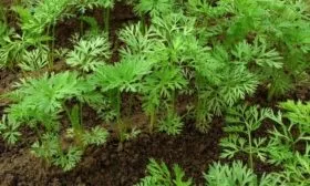 выращивание моркови