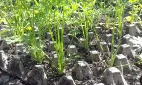 техника выращивания моркови