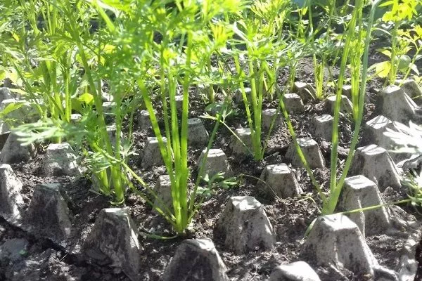 техника выращивания моркови