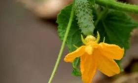 цветение Северина