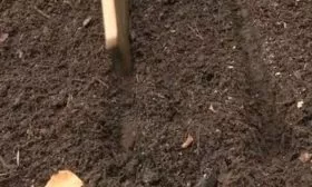 высадка семян моркови