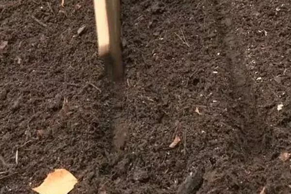 высадка семян моркови