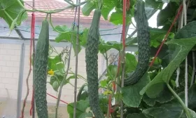 огурцы сорта Пекинский гурман