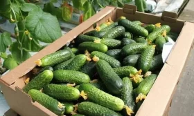 урожайность культуры