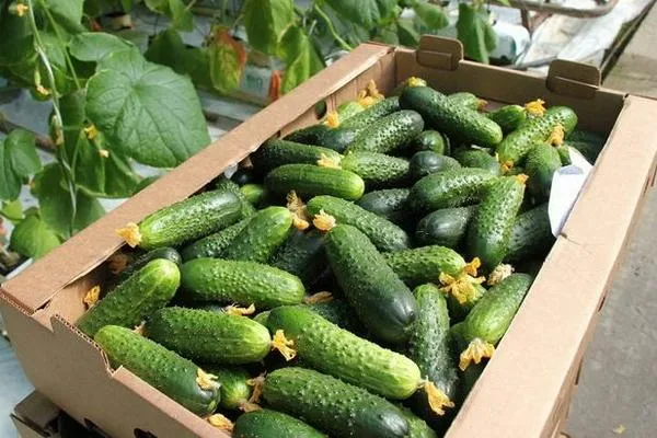 Особая морковь МО