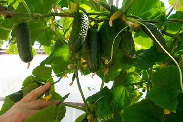 посадка лука