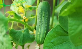 огурец Рубинштейн