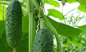 Монастырский