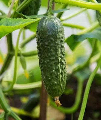 Журавлёнок