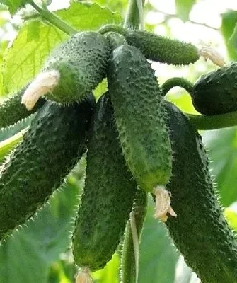 огурцы Арктика