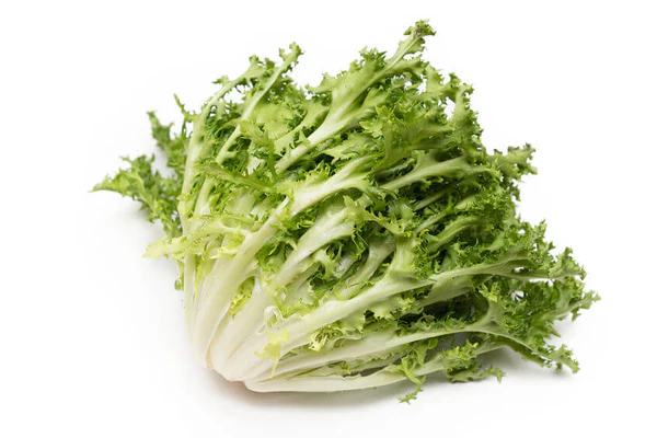 выращивание салата