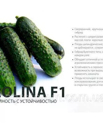 Представление о сорте