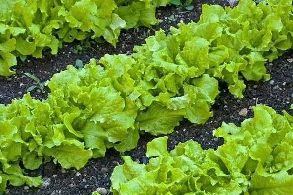 салат Изумрудный на грядке