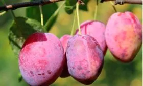 Характеристики