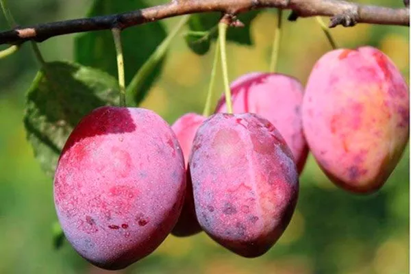 Характеристики