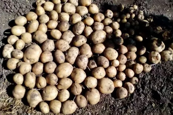 Уборка и хранение урожая