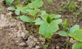 грядка Портоса