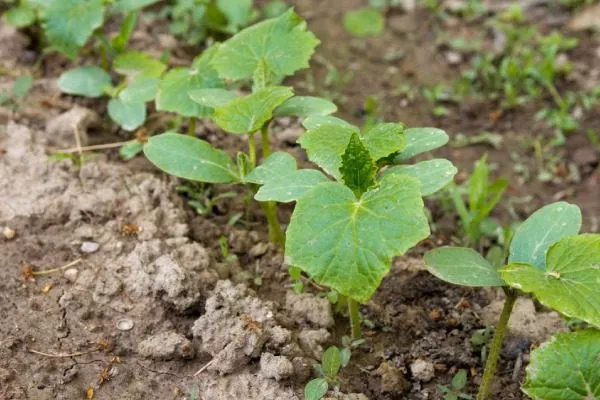 грядка Портоса