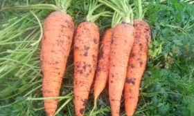 Внешние данные растения и корнеплода, вкусовые характеристики