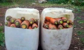 Сбор урожая