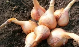 Описание сорта