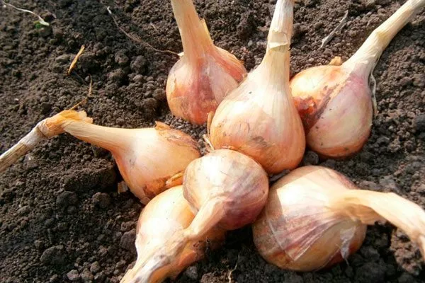 Описание сорта