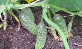 Представление о сорте