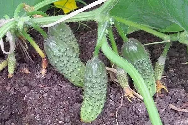 Представление о сорте