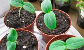 рассада огурцов