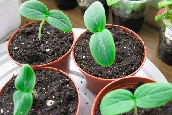 рассада огурцов