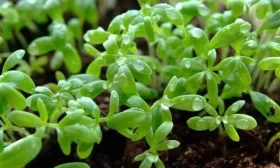 посадка картофеля