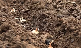 посадка лука