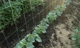 посадка огурцов