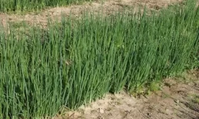 огурцы в грунте