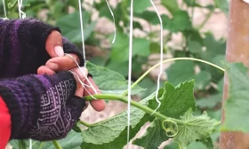 подвязка огурцов