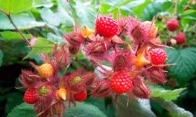 Представление о сорте