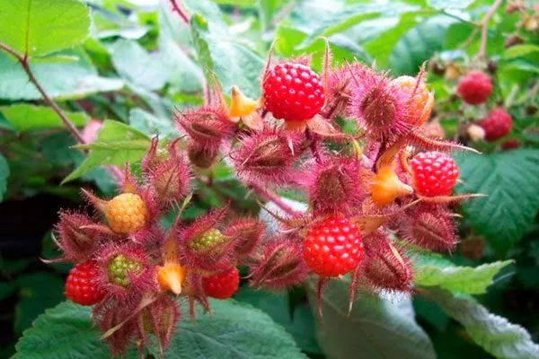 Представление о сорте