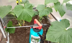 полив огурцов