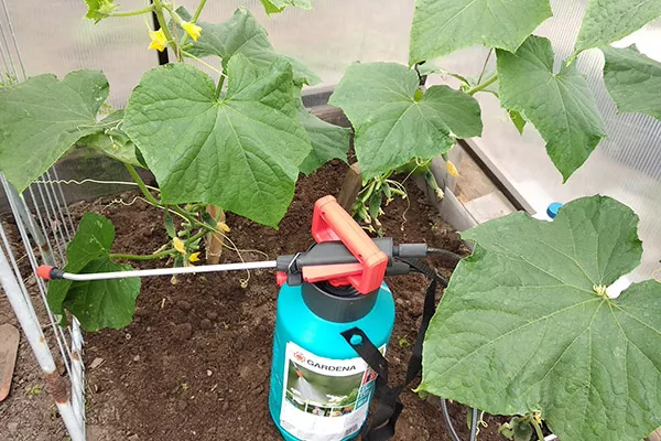 полив огурцов