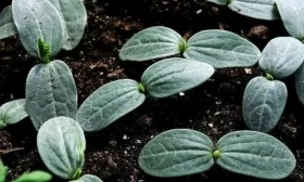 полив огурцов