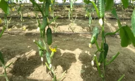 посадка огурцов