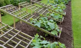 посадка огурцов