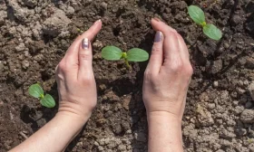 орошение огурцов