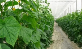 посадка картофеля